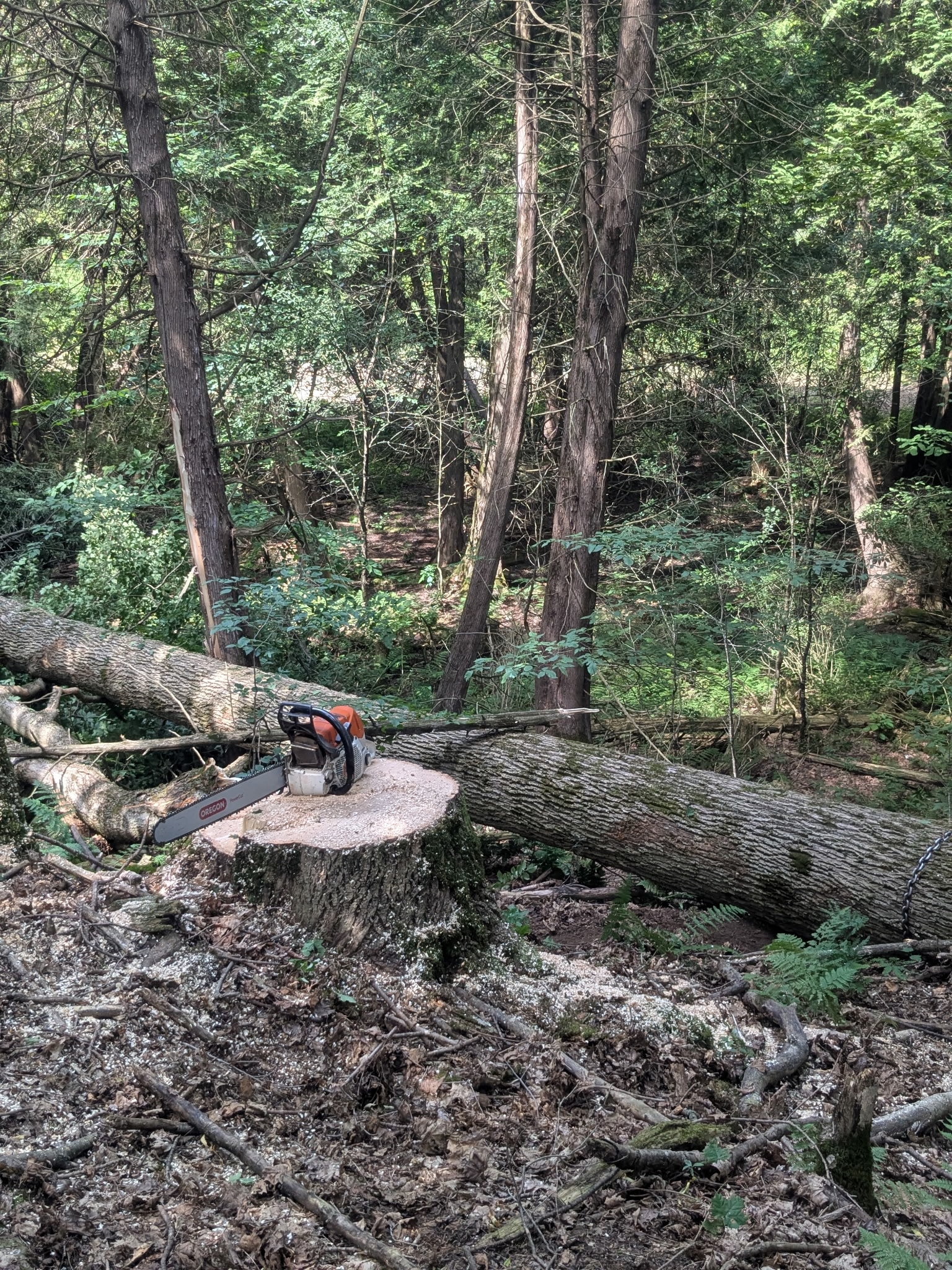 Gallery — Kenyon Logging & Land Clearing | Central New York